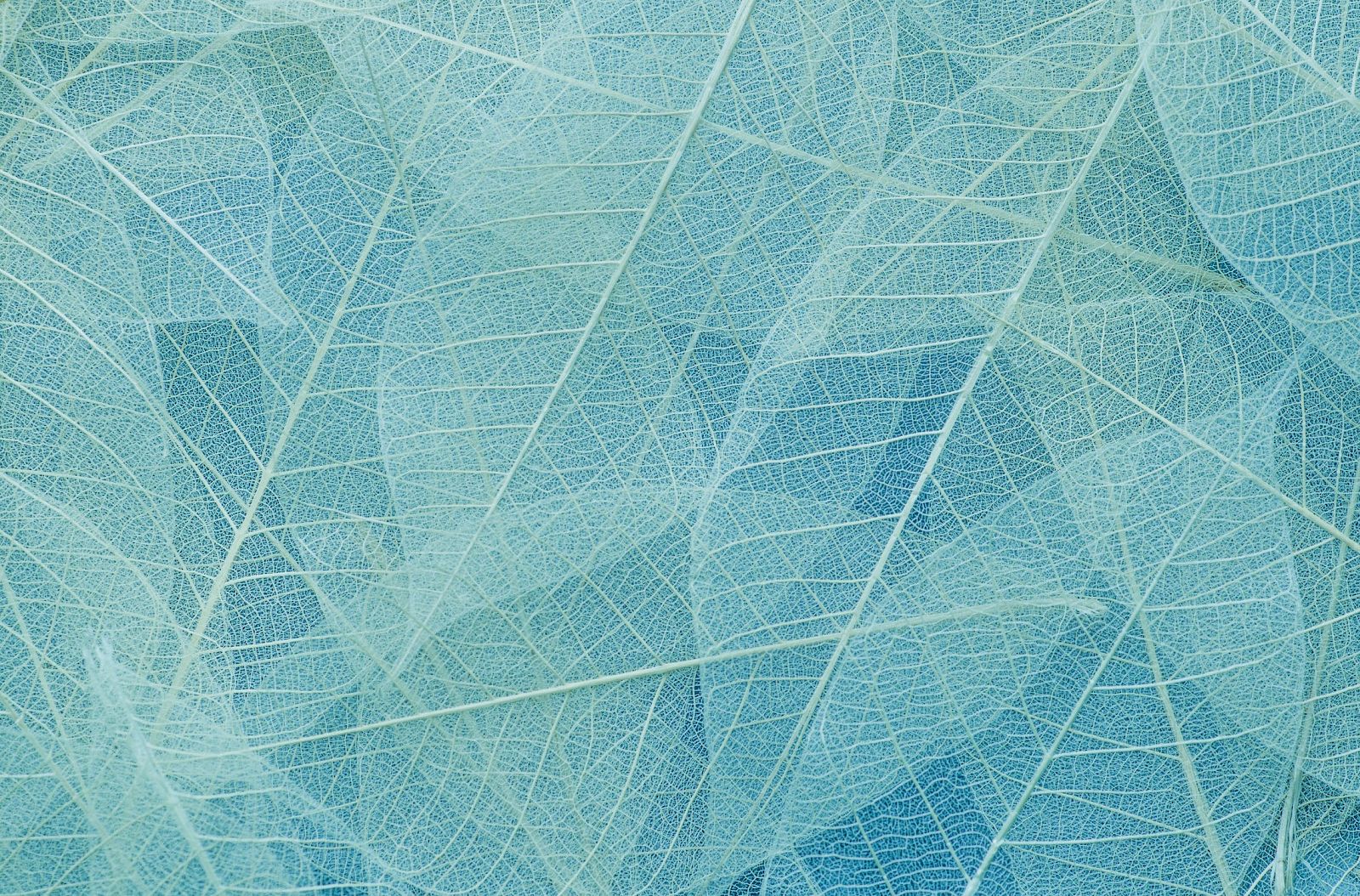The image shows a pattern of delicate, translucent leaves layered over each other in shades of blue.